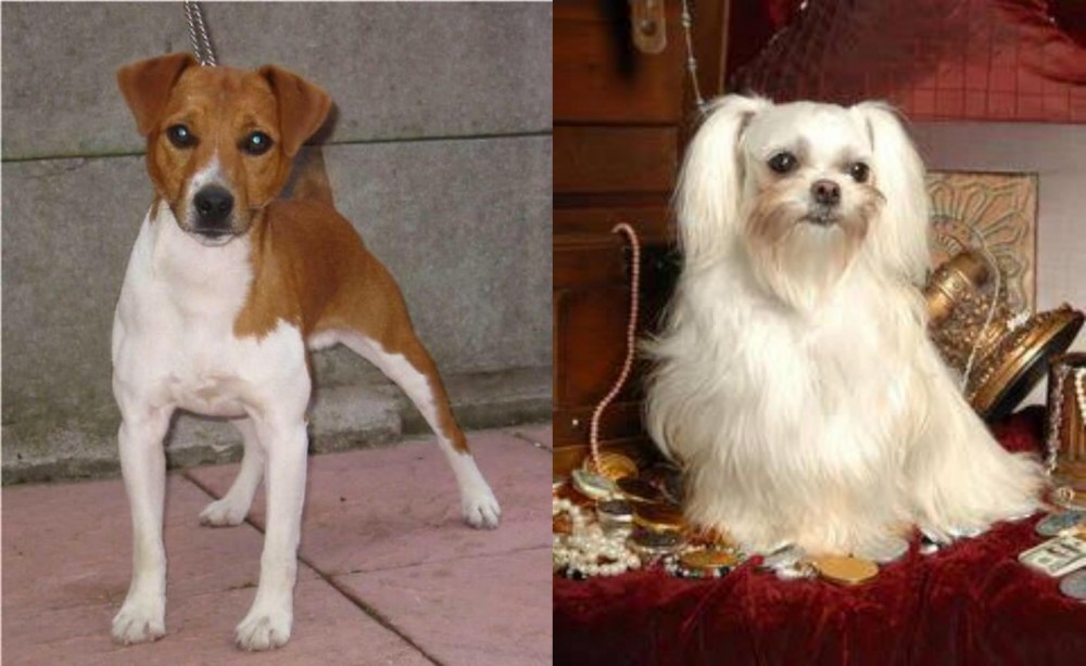 Toy Mi-Ki vs Plummer Terrier - Breed Comparison