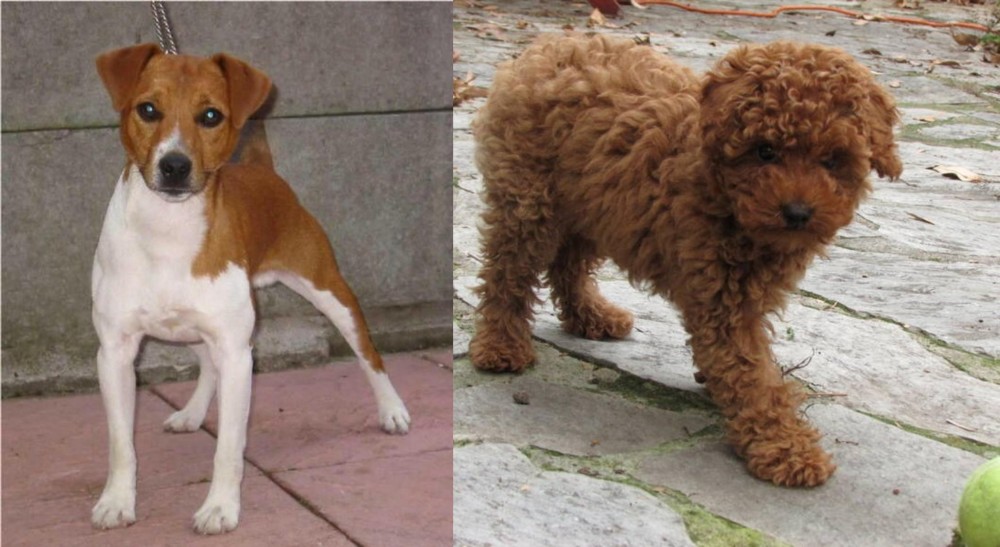 Toy Poodle vs Plummer Terrier - Breed Comparison