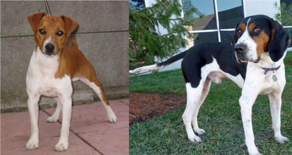 Treeing Walker Coonhound vs Plummer Terrier - Breed Comparison