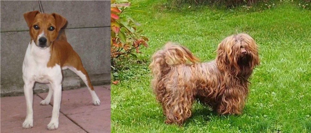 Tsvetnaya Bolonka vs Plummer Terrier - Breed Comparison