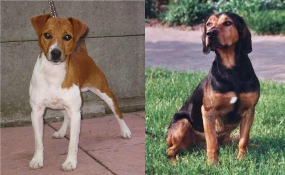 Tyrolean Hound vs Plummer Terrier - Breed Comparison
