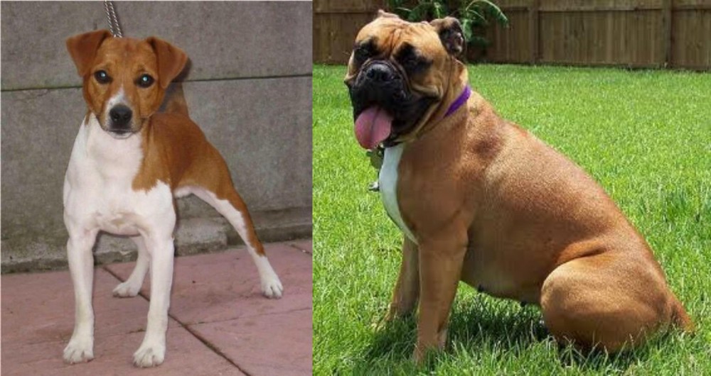 Valley Bulldog vs Plummer Terrier - Breed Comparison