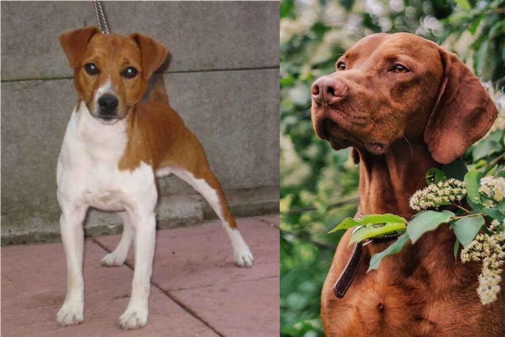 Vizsla vs Plummer Terrier - Breed Comparison