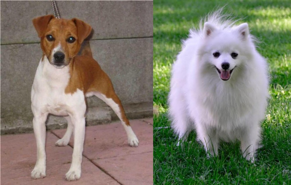 Volpino Italiano vs Plummer Terrier - Breed Comparison