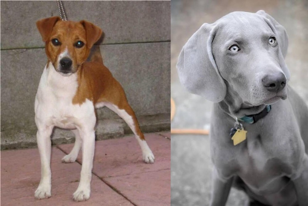 Weimaraner vs Plummer Terrier - Breed Comparison