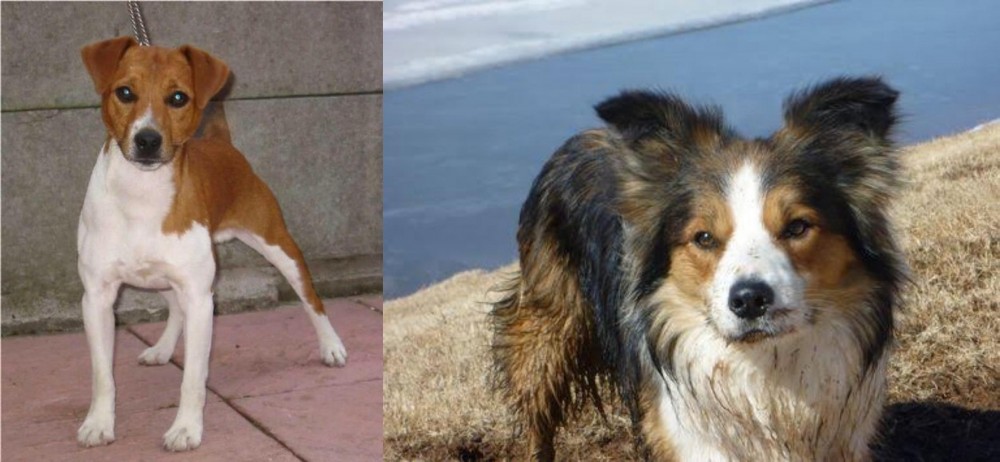 Welsh Sheepdog vs Plummer Terrier - Breed Comparison