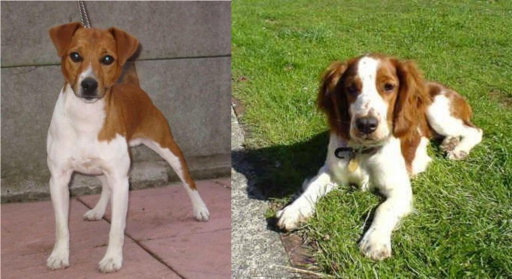 Welsh Springer Spaniel vs Plummer Terrier - Breed Comparison