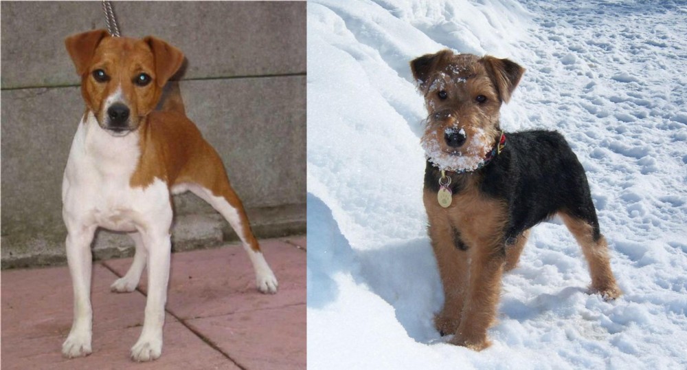 Welsh Terrier vs Plummer Terrier - Breed Comparison