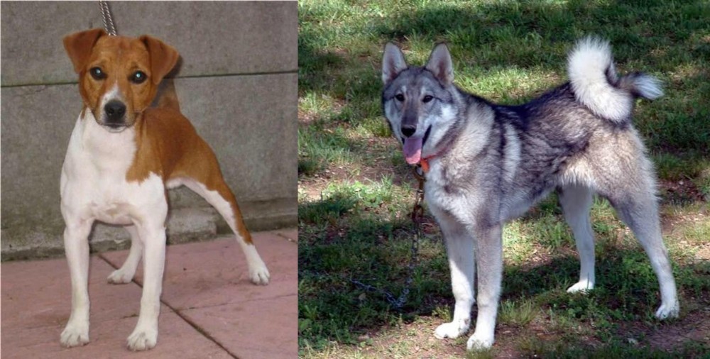 West Siberian Laika vs Plummer Terrier - Breed Comparison