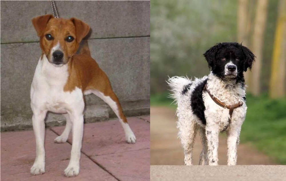 Wetterhoun vs Plummer Terrier - Breed Comparison