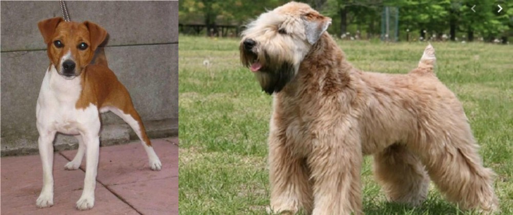 Wheaten Terrier vs Plummer Terrier - Breed Comparison