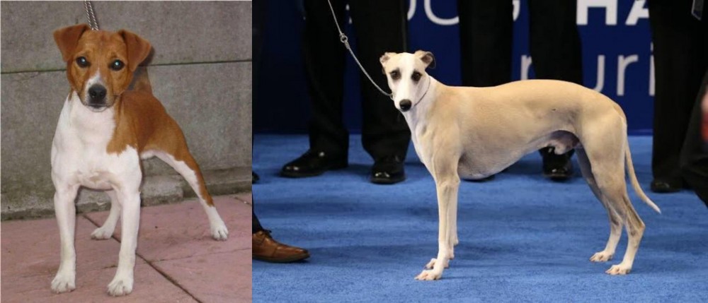 Whippet vs Plummer Terrier - Breed Comparison