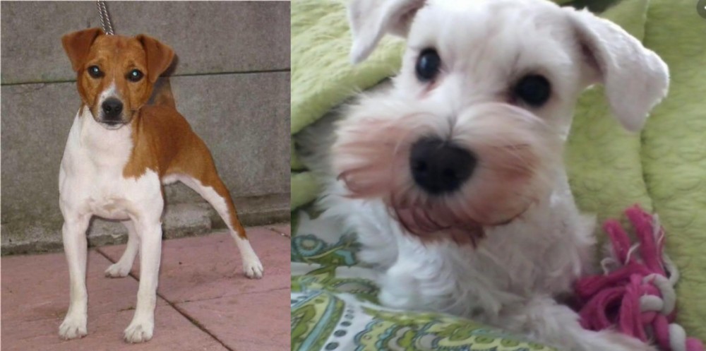 White Schnauzer vs Plummer Terrier - Breed Comparison