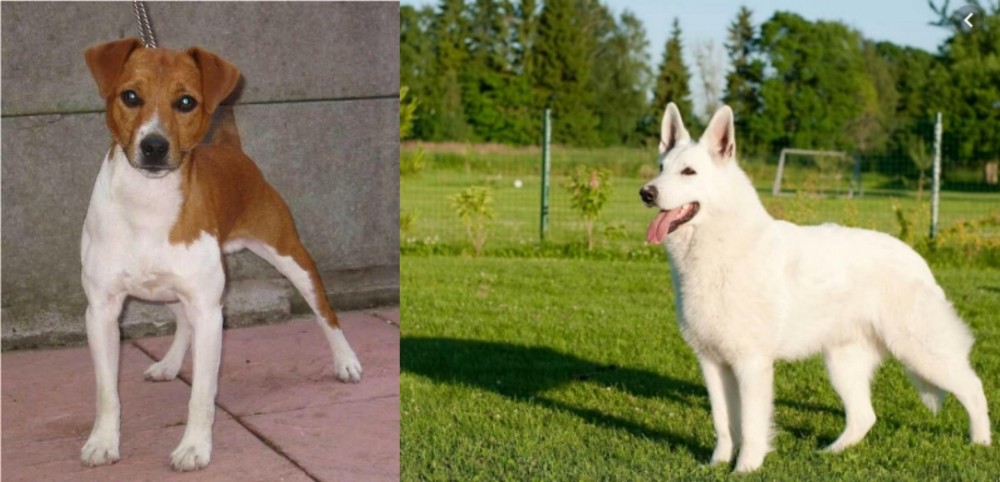 White Shepherd vs Plummer Terrier - Breed Comparison