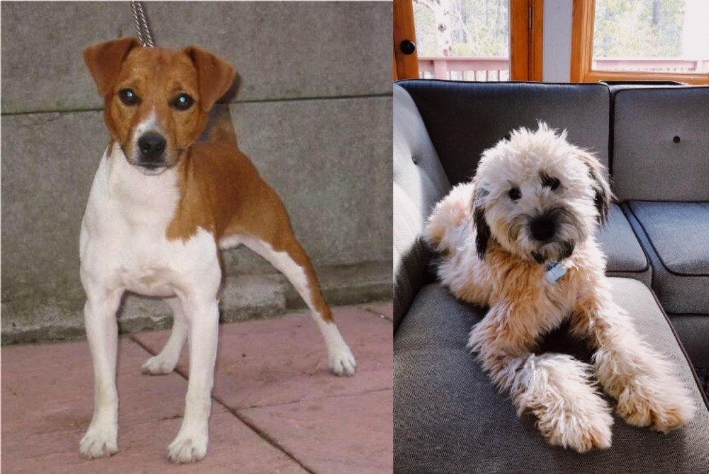 Whoodles vs Plummer Terrier - Breed Comparison