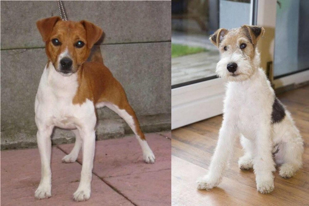 Wire Fox Terrier vs Plummer Terrier - Breed Comparison