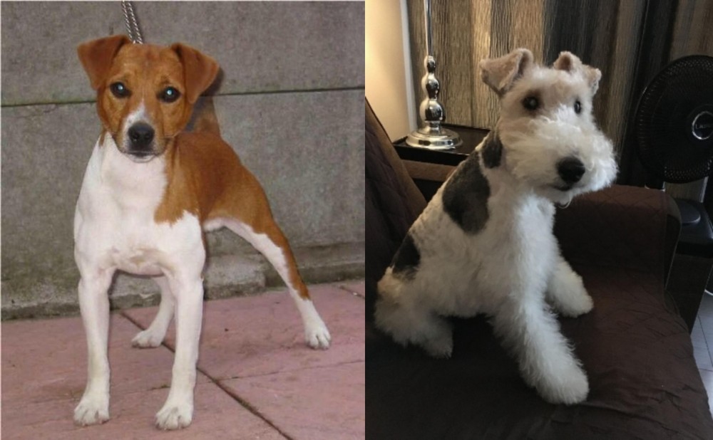Wire Haired Fox Terrier vs Plummer Terrier - Breed Comparison