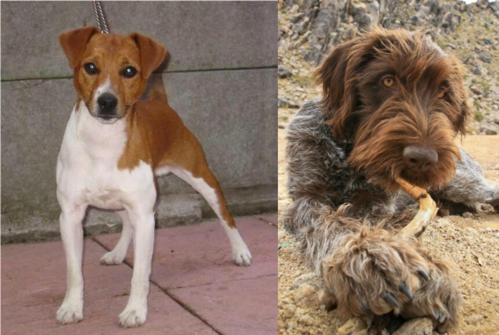 Wirehaired Pointing Griffon vs Plummer Terrier - Breed Comparison