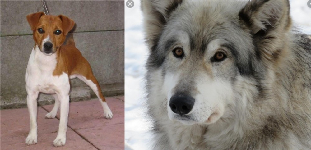 Wolfdog vs Plummer Terrier - Breed Comparison