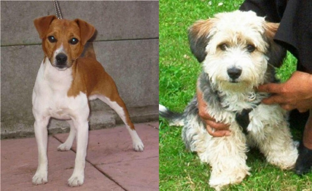 Yo-Chon vs Plummer Terrier - Breed Comparison