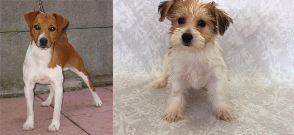 Yochon vs Plummer Terrier - Breed Comparison
