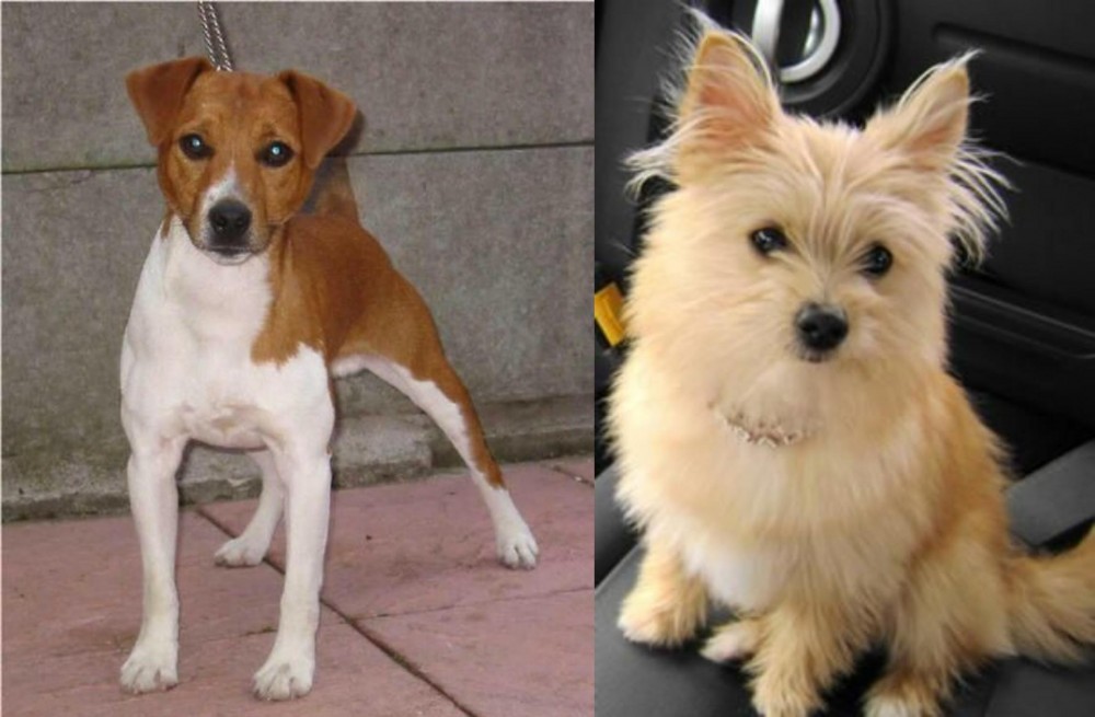 Yoranian vs Plummer Terrier - Breed Comparison