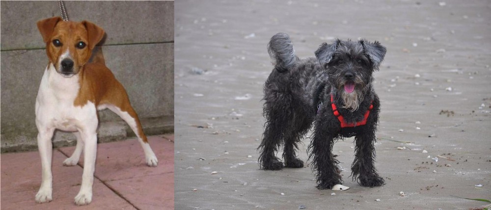 YorkiePoo vs Plummer Terrier - Breed Comparison