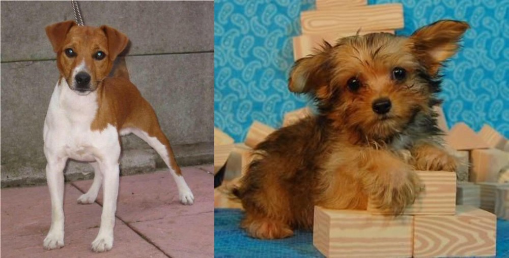 Yorkillon vs Plummer Terrier - Breed Comparison