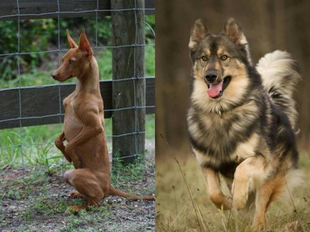 Native American Indian Dog vs Podenco Andaluz - Breed Comparison