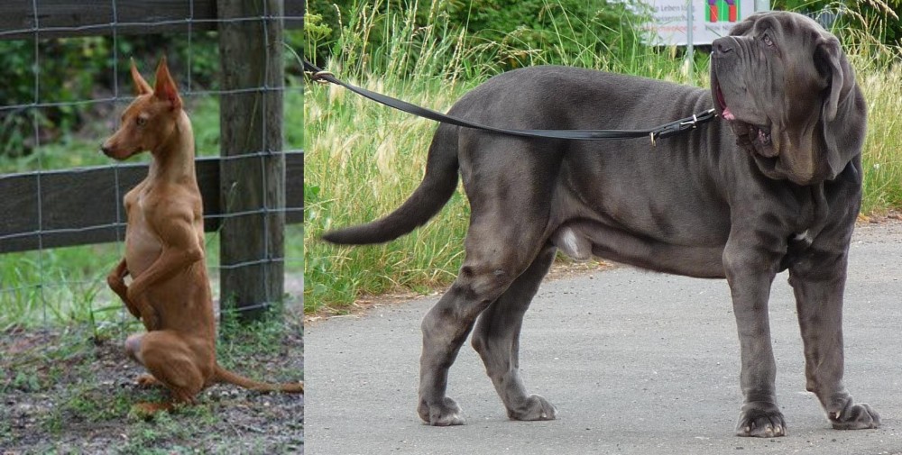 Neapolitan Mastiff vs Podenco Andaluz - Breed Comparison