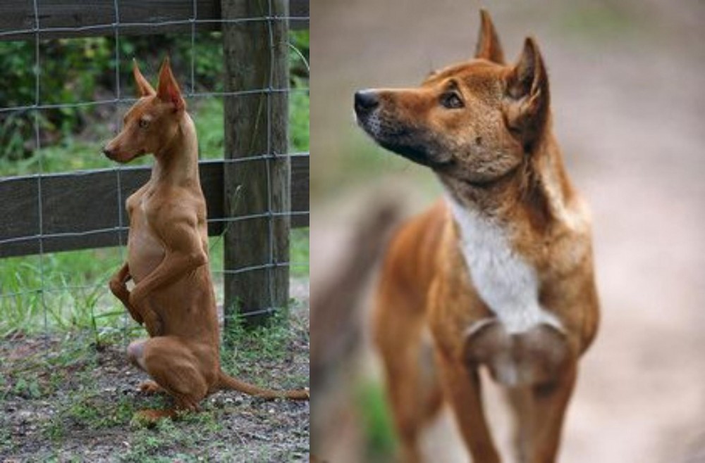 New Guinea Singing Dog vs Podenco Andaluz - Breed Comparison