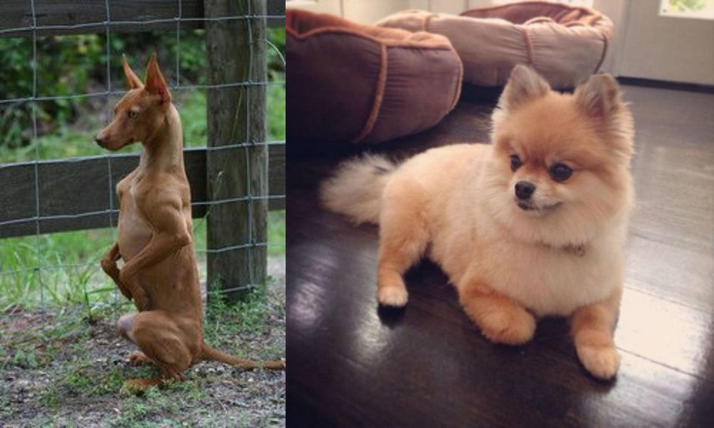 Pomeranian vs Podenco Andaluz - Breed Comparison