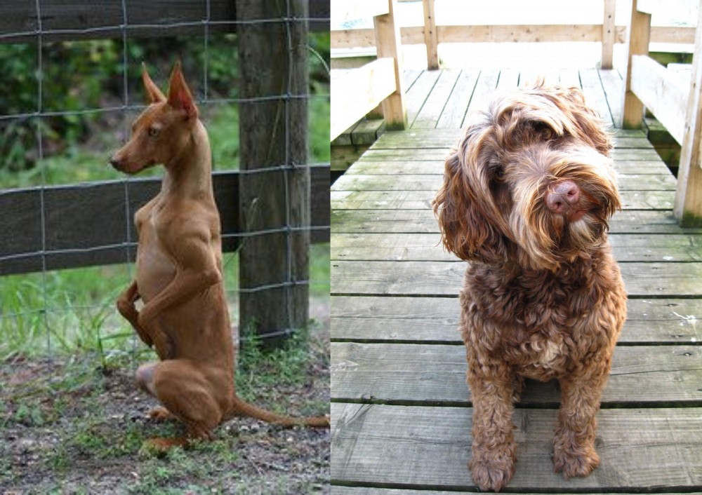 Portuguese Water Dog vs Podenco Andaluz - Breed Comparison