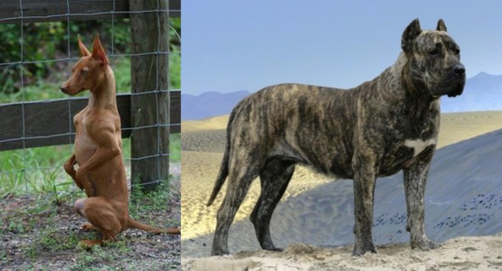 Presa Canario vs Podenco Andaluz - Breed Comparison