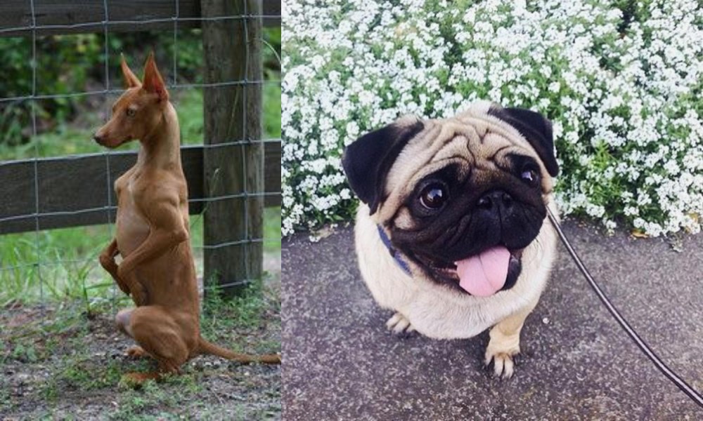 Pug vs Podenco Andaluz - Breed Comparison