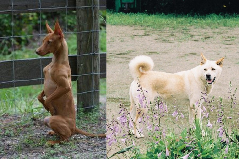 Pungsan Dog vs Podenco Andaluz - Breed Comparison