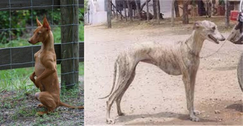 Rampur Greyhound vs Podenco Andaluz - Breed Comparison