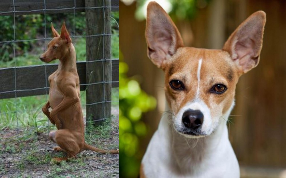 Rat Terrier vs Podenco Andaluz - Breed Comparison