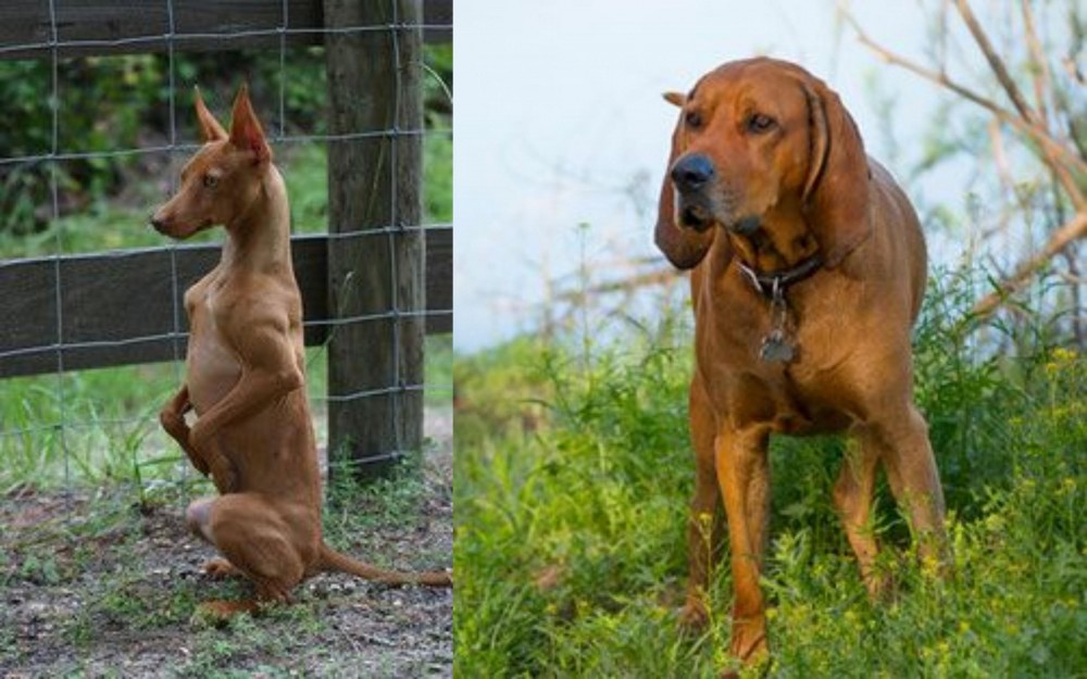 Redbone Coonhound vs Podenco Andaluz - Breed Comparison