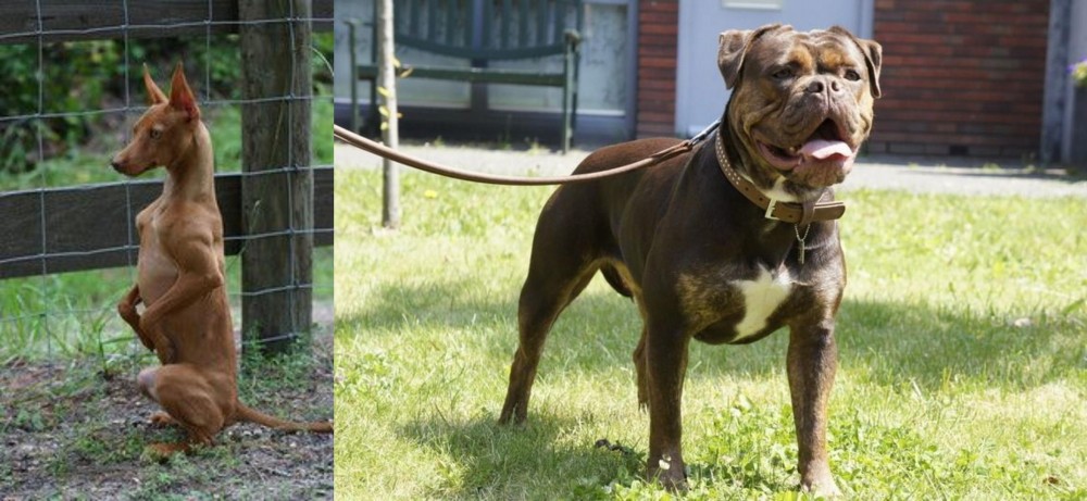 Renascence Bulldogge vs Podenco Andaluz - Breed Comparison