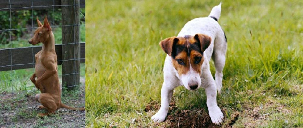 Russell Terrier vs Podenco Andaluz - Breed Comparison