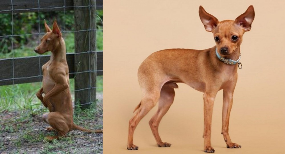 Russian Toy Terrier vs Podenco Andaluz - Breed Comparison