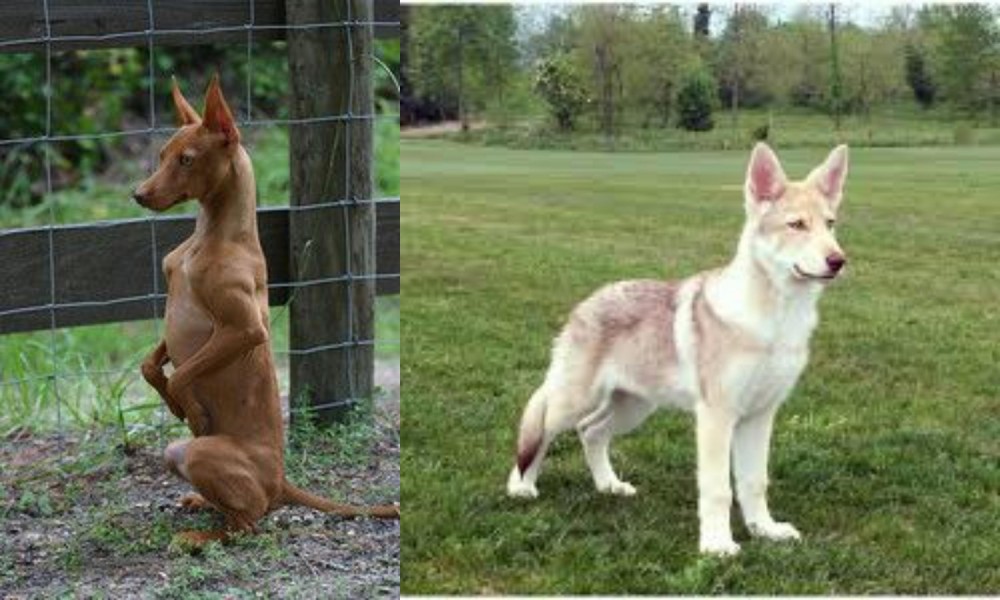 Saarlooswolfhond vs Podenco Andaluz - Breed Comparison