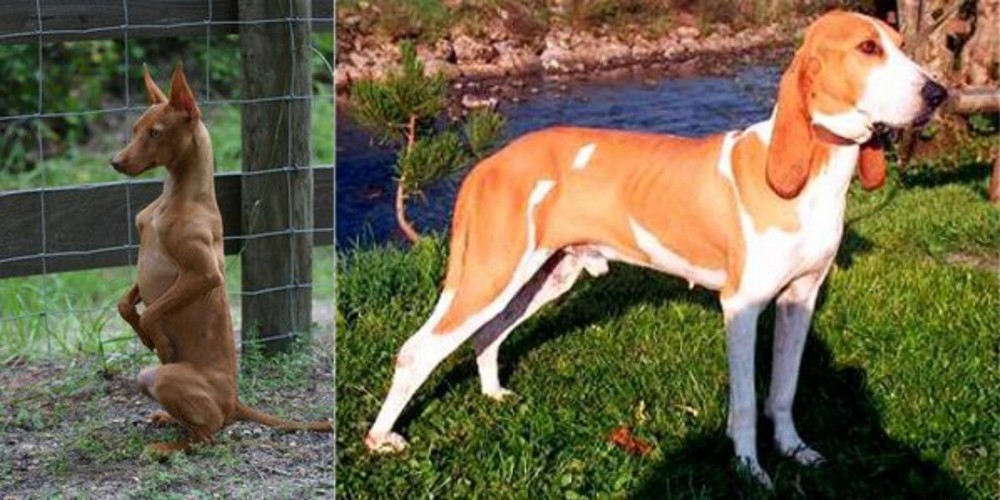Schweizer Laufhund vs Podenco Andaluz - Breed Comparison
