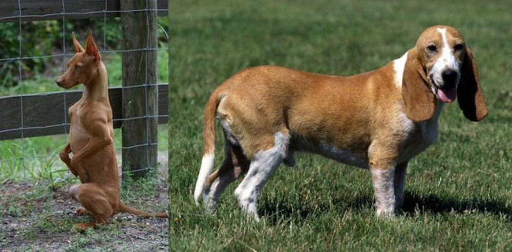 Schweizer Niederlaufhund vs Podenco Andaluz - Breed Comparison