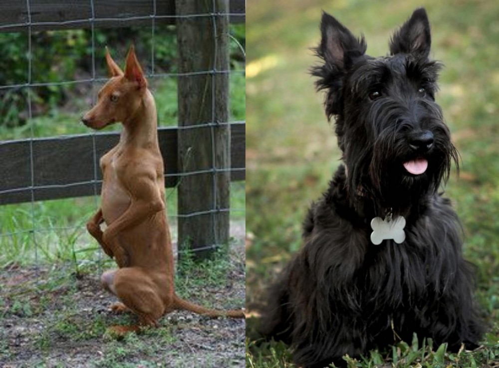 Scoland Terrier vs Podenco Andaluz - Breed Comparison
