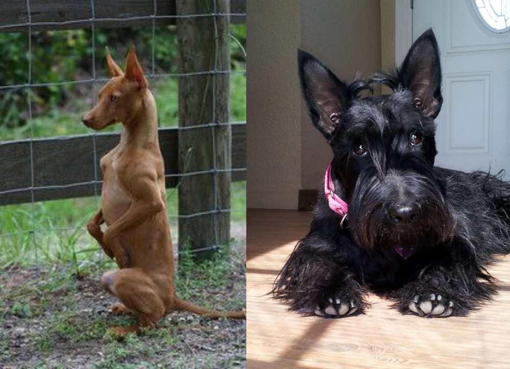 Scottish Terrier vs Podenco Andaluz - Breed Comparison