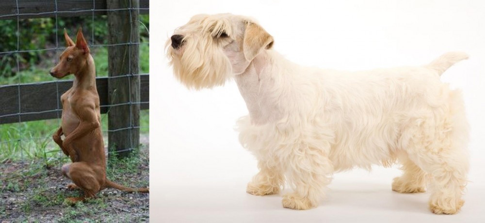 Sealyham Terrier vs Podenco Andaluz - Breed Comparison