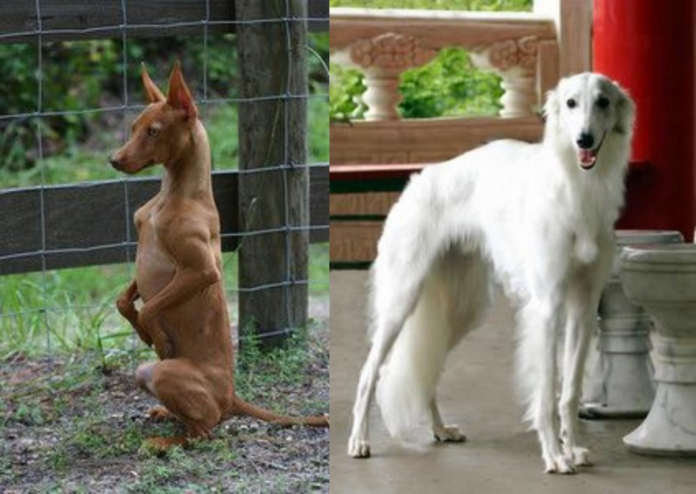 Silken Windhound vs Podenco Andaluz - Breed Comparison