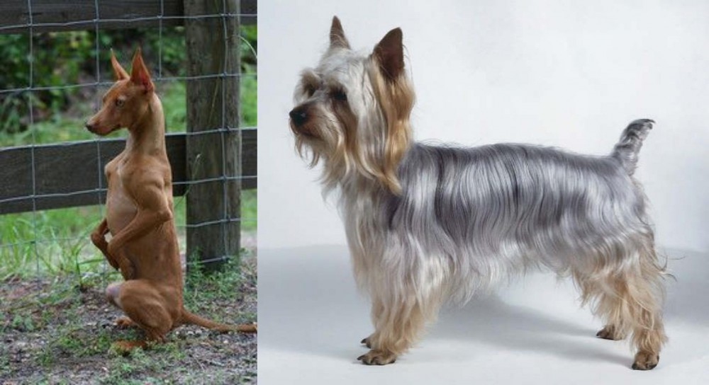 Silky Terrier vs Podenco Andaluz - Breed Comparison